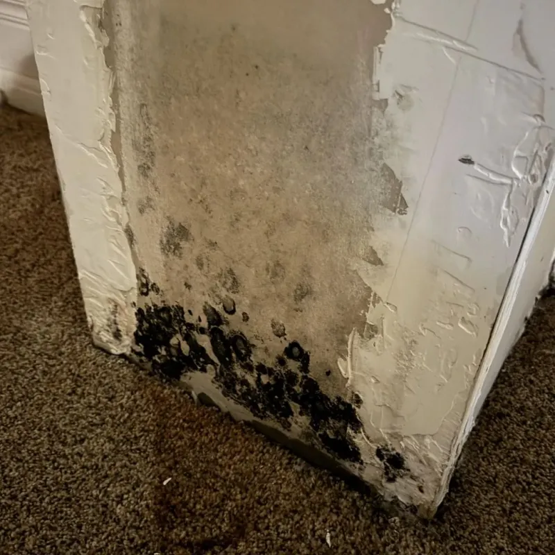 Professional Mold Removal in Sanger, TX